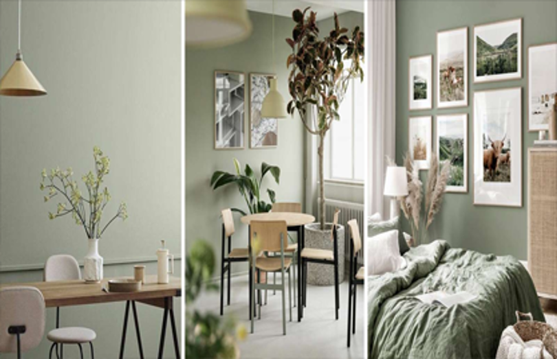 معرفی رنگ سیج گرین Sage Green معرفی رنگ سیج گرین Sage Green